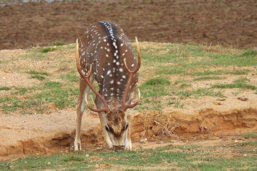A deer with white spots and large antlers grazing in a grassy field. 3