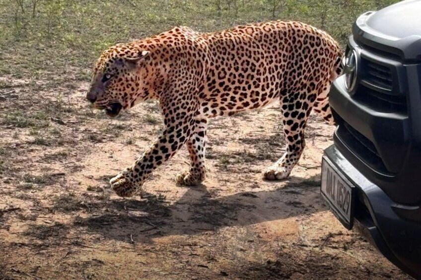 A leopard walking on a dirt path next to a vehicle. 2