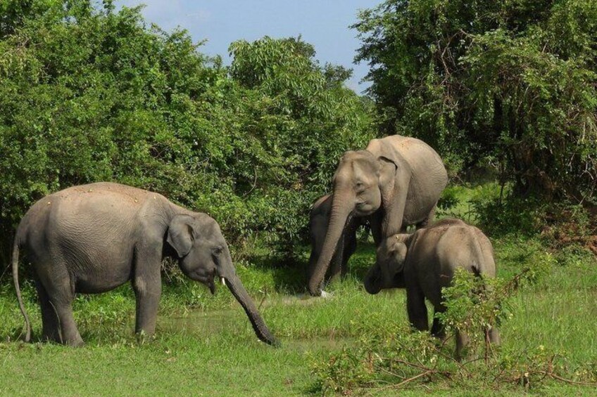 A group of elephants in a grassy area with trees in the background. 4