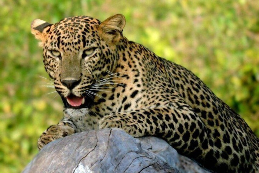 A leopard resting on a rock with a green, leafy background. 1