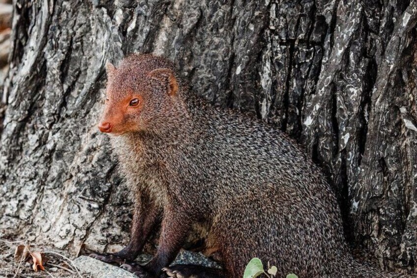 A small, brown animal with a bushy tail sitting against a tree trunk. 4
