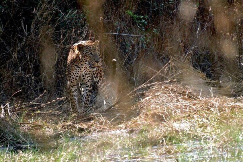 A leopard in a natural setting with dry grass and dense foliage. 5