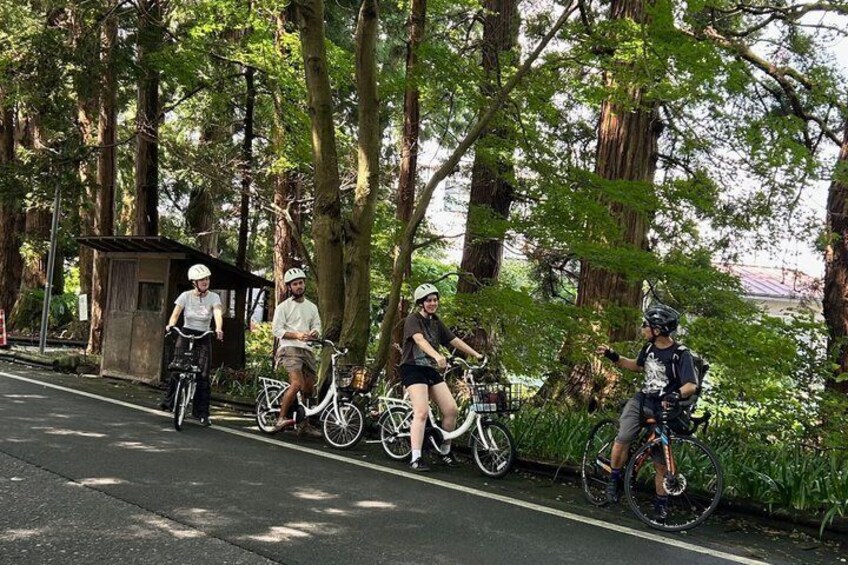 A group of cyclists on a tree-lined road. 2