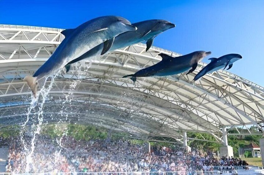 Dolphins jumping out of water in an outdoor arena with a crowd watching. 5