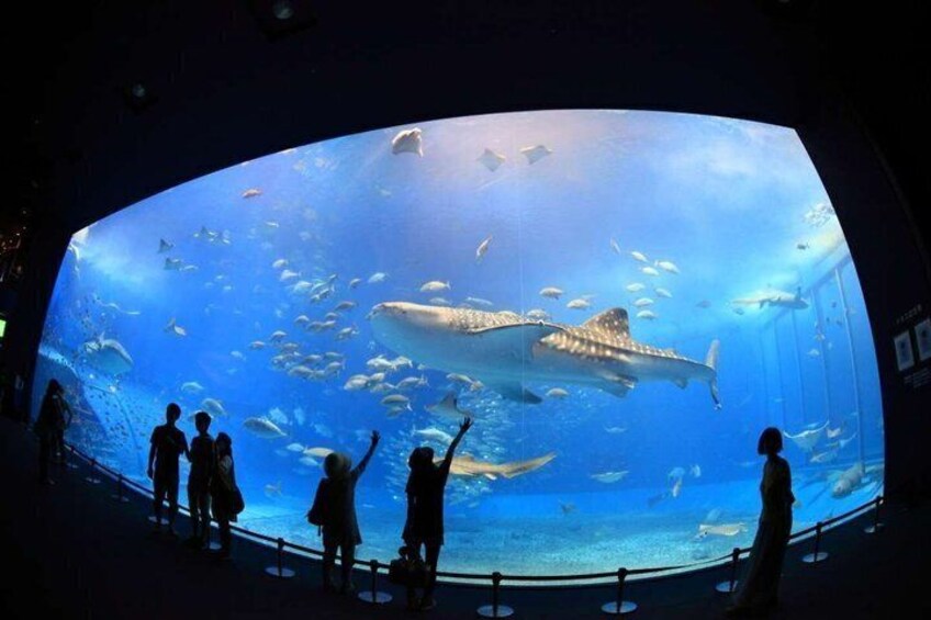 An aquarium with a large shark and various fish. 1