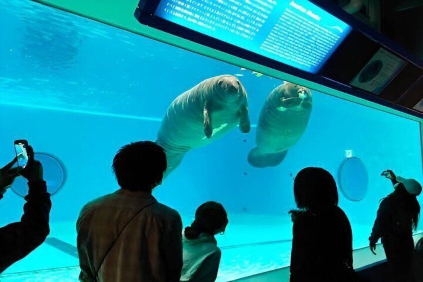 A large aquarium with two sea lions performing tricks. 4