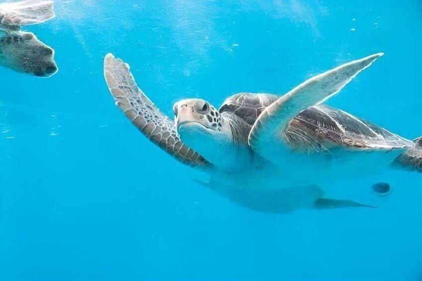 A sea turtle swimming in clear blue water. 2
