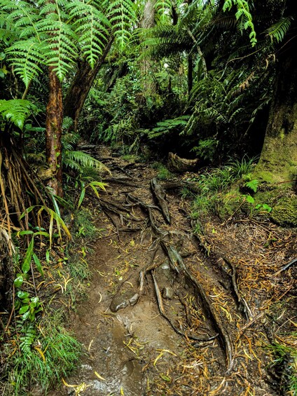 A forest with a fallen tree, muddy ground, and green ferns. 4
