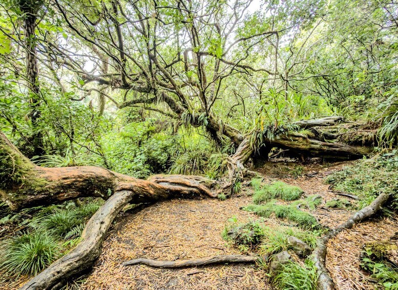A forest with a fallen tree, dense undergrowth, and a forest floor covered with pine needles. 3