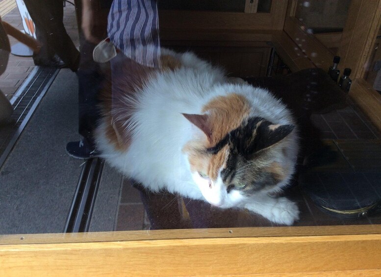 A cat lying on a wooden surface with a glass door in the foreground. 5