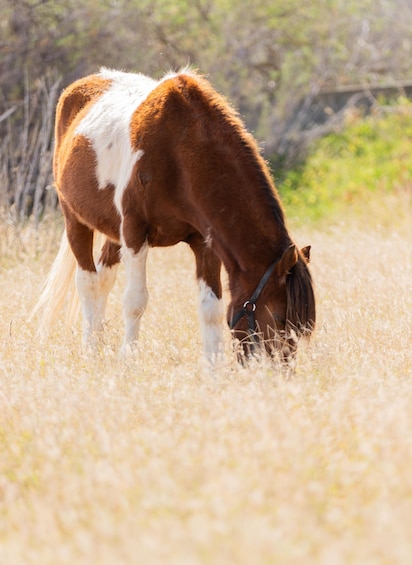 A brown and white horse grazing in a field of tall grass. 4