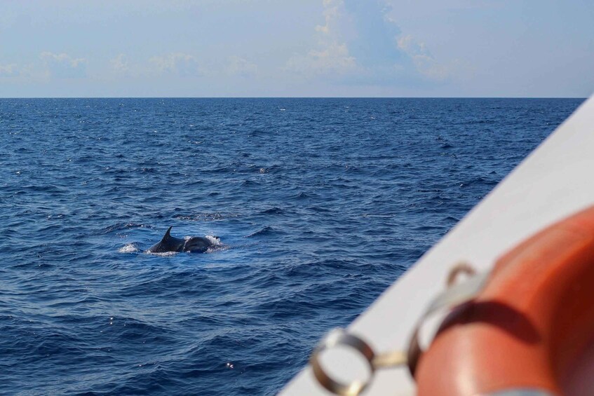 A body of water with two dolphins swimming. 3