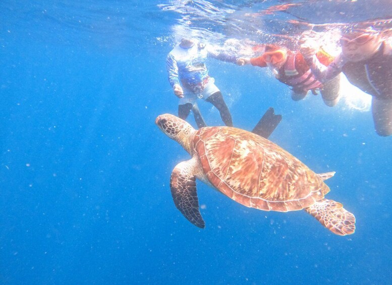 A sea turtle swimming underwater with a diver above. 1