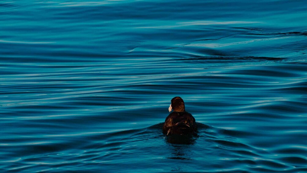A person swimming in a body of water. 2