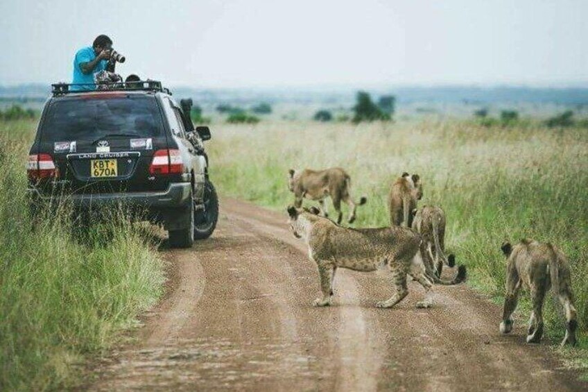 A vehicle on a dirt road with a person taking a photo, surrounded by several lions. 3