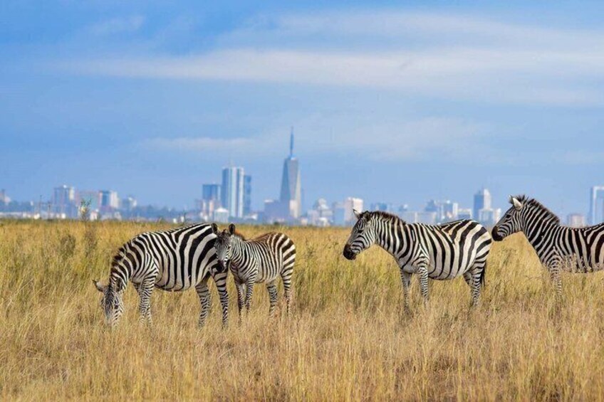 Zebras in a field with a city skyline in the background. 1