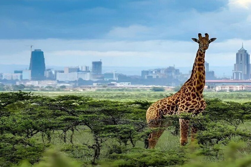 A giraffe in a grassy area with a cityscape in the background. 5