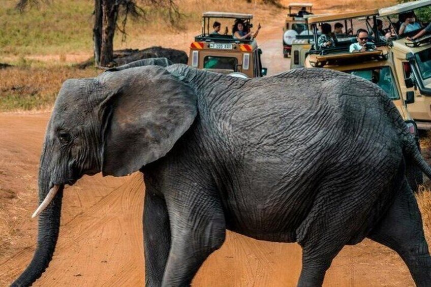 An elephant walking on a dirt road with safari vehicles in the background. 2