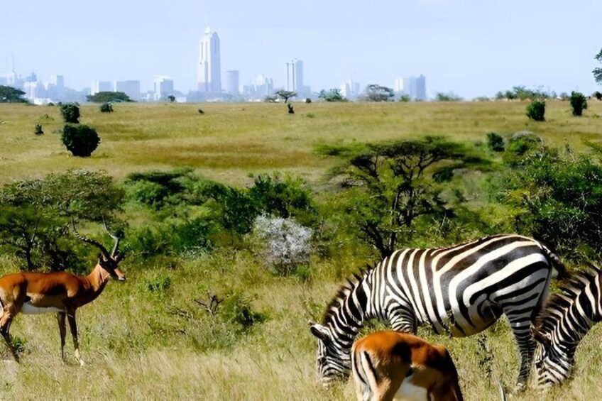 A zebra grazing in a grassy field with an antelope nearby, with a city skyline in the background. 4
