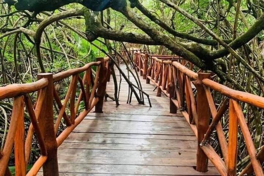 A wooden bridge with railings surrounded by dense mangrove vegetation. 3