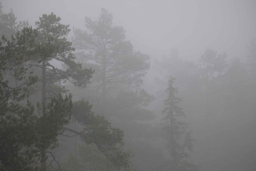 A foggy forest with tall trees. 4