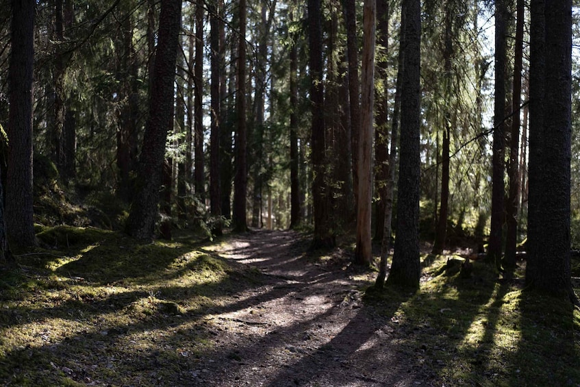 A forest path with tall trees and moss-covered ground. 2