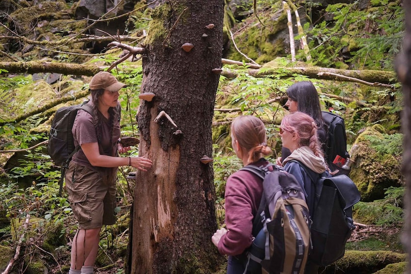 A group of hikers examining a tree with various markings on it. 1