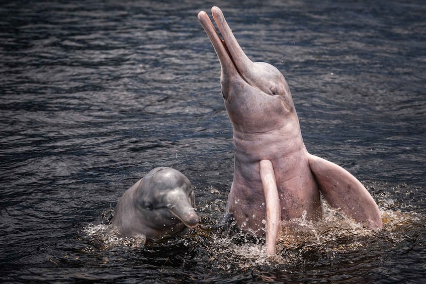 Two dolphins in the water with one dolphin jumping out of the water. 5