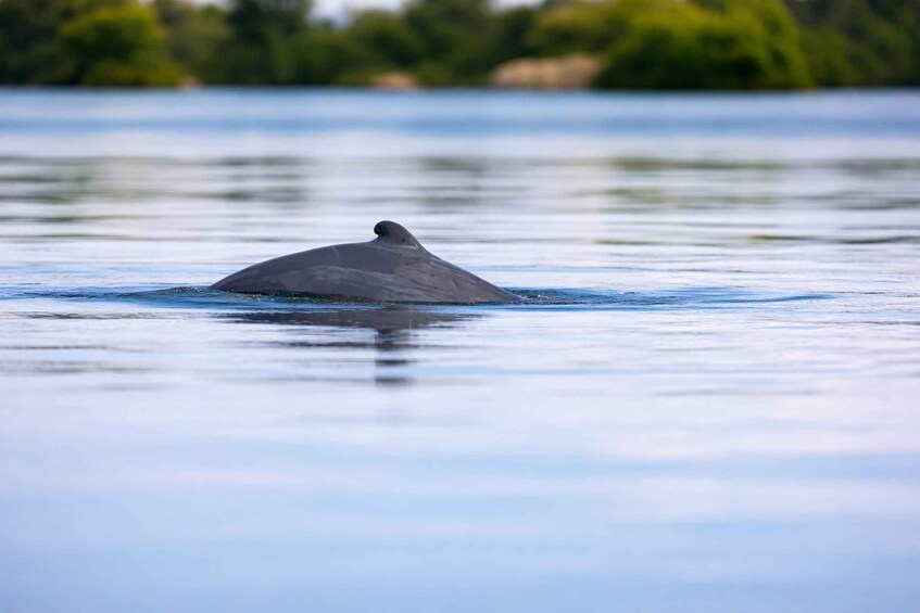A whale swimming in calm water with a blurred background of trees and a clear sky. 3