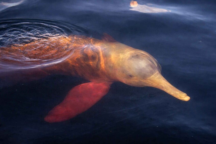 A large marine animal, possibly a whale, swimming in the ocean. 4