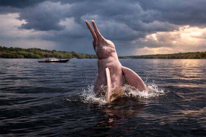 A person diving into water with a boat in the background. 1