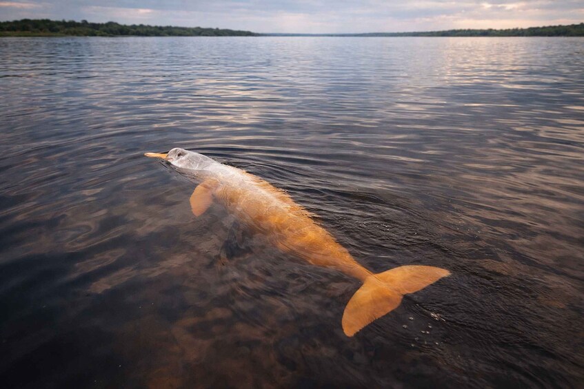 A fish swimming in a body of water. 2