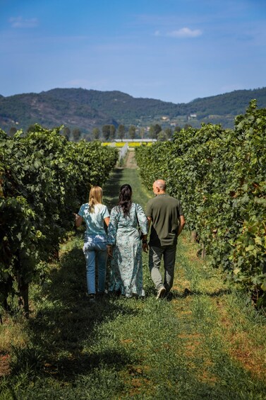 Picture 5 for Activity Euganean Hills Guided Wine Tour with Tasting From Padua 4