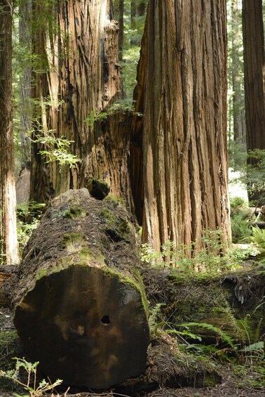 A forest with tall trees, a fallen log covered in moss, and ferns. 4