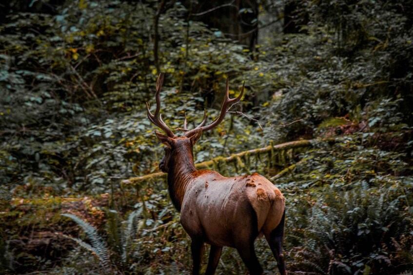 An elk in a dense forest with ferns and trees. 5