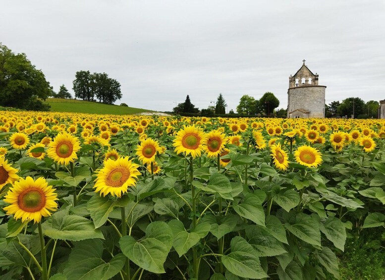 A sunflower field with a church tower in the background. 3