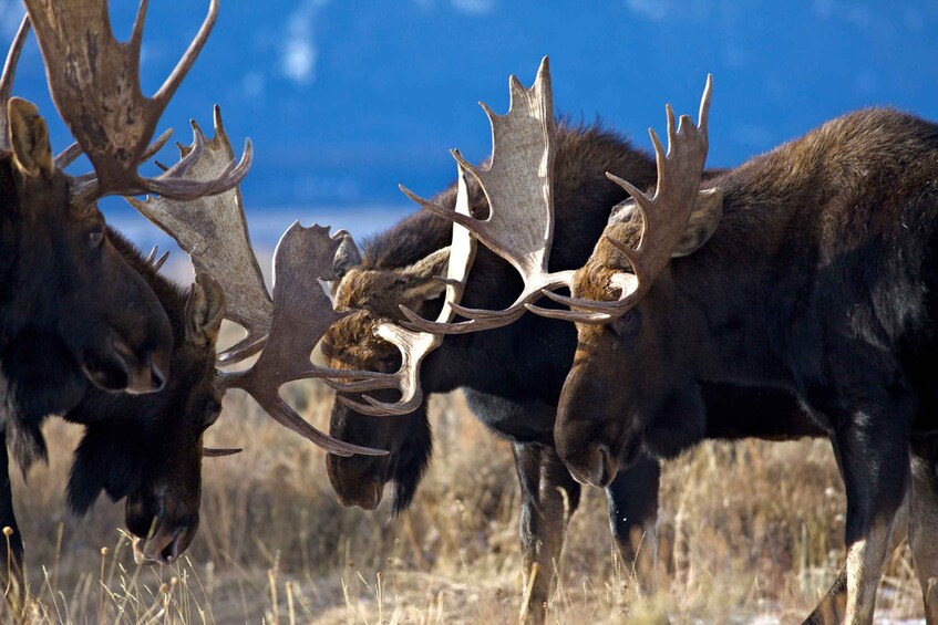 A group of moose with large antlers in a grassy field. 5