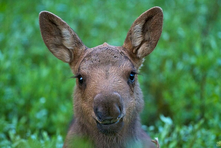 A close-up of a young animal with large ears and a curious expression, set against a blurred green background. 3