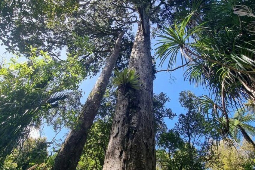 A tall tree with a thick trunk and dense foliage. 3