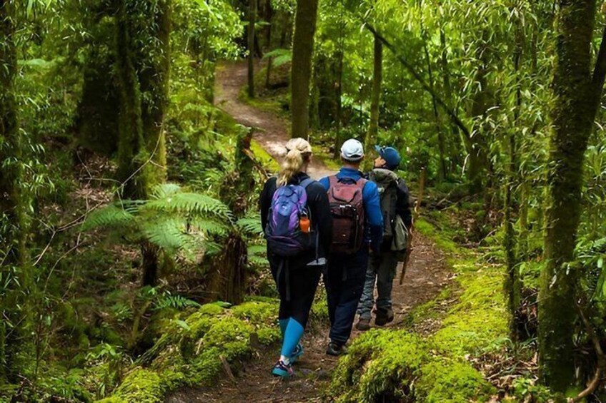 A group of hikers on a forest trail surrounded by lush greenery and ferns. 2