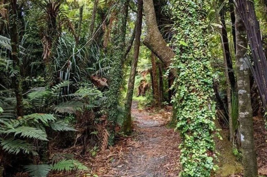 A forest path surrounded by dense foliage and trees. 5