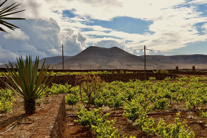 A vineyard with rows of grapevines, a mountain in the background, and a clear sky. 3