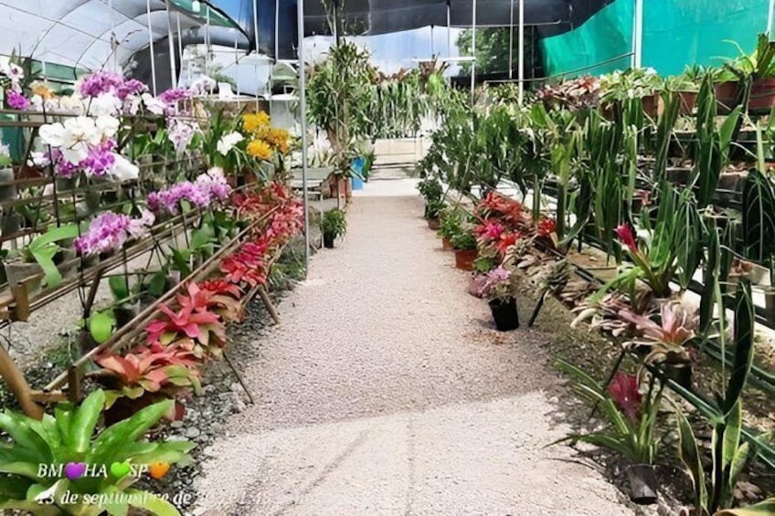 A greenhouse with rows of potted plants and flowers. 1