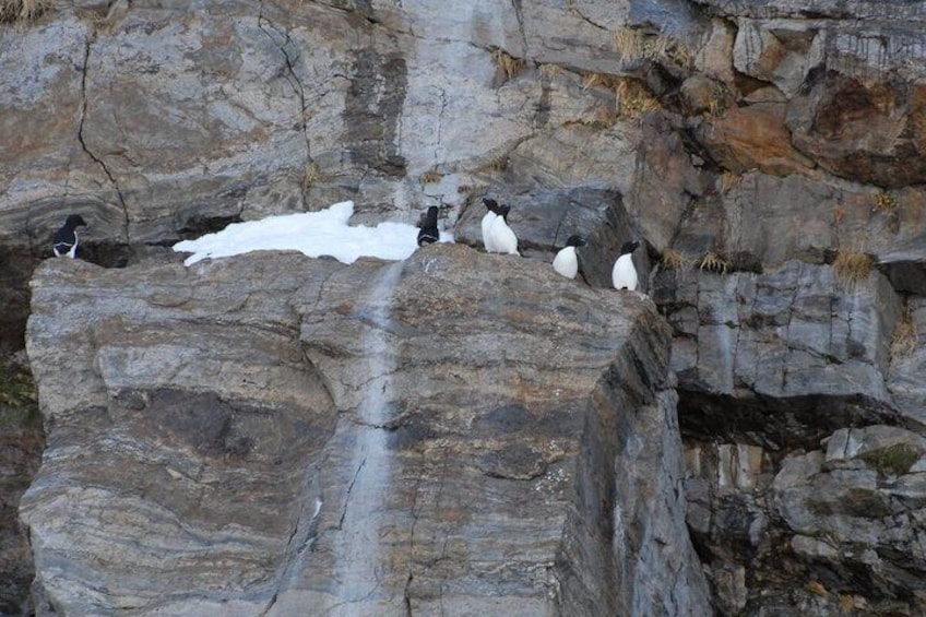 A group of penguins on a rocky cliff with snow patches. 3