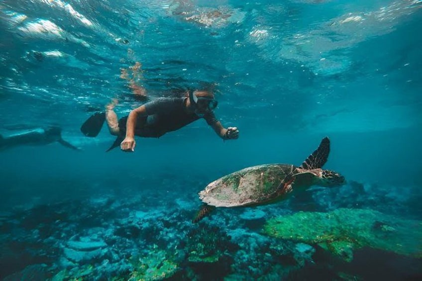 A diver swimming with a sea turtle underwater. 1