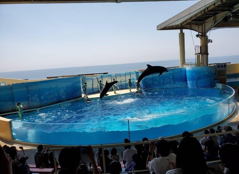 A dolphin show with dolphins performing tricks in a pool, with an audience watching. 4