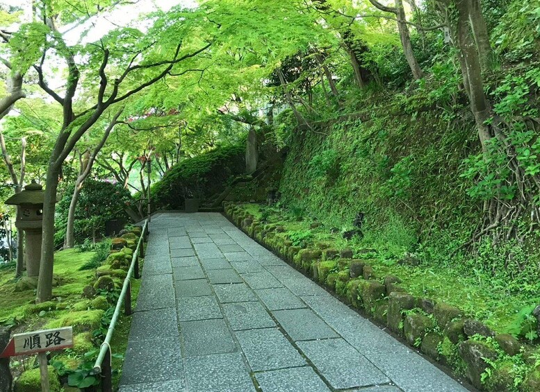 A stone pathway through a lush green forest with moss-covered rocks and a traditional Japanese torii gate. 1