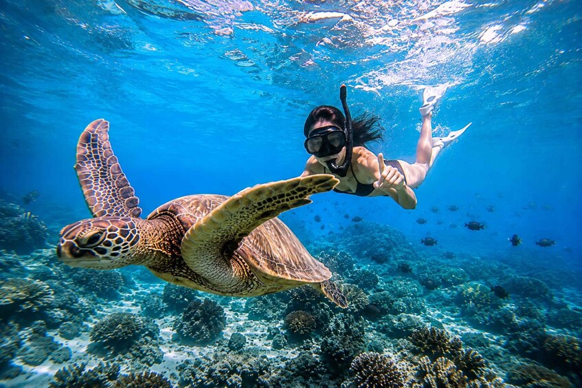 A diver swimming with a sea turtle in clear blue water. 5