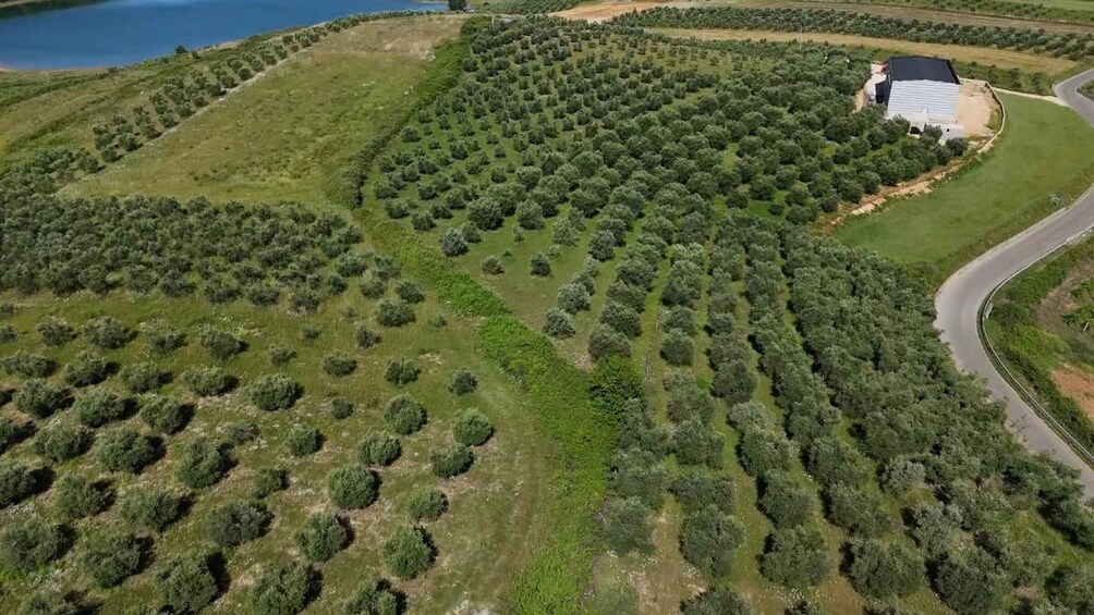 An aerial view of a landscape with rows of trees, a winding road, and a building with solar panels. 1