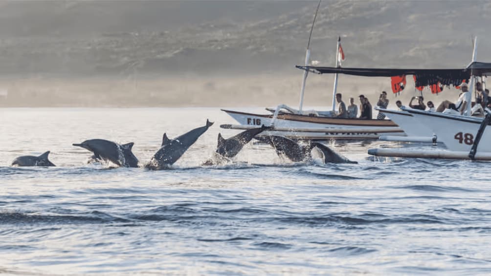 A boat with dolphins jumping out of the water. 1